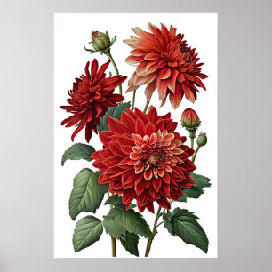 Red Dahlias Flower Art Impressão Poster