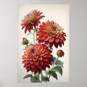 Red Dahlias Flowers Art Impressão