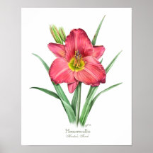 Red Daylily Original Art Impressão