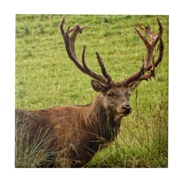 Red Deer Stag (Frente)