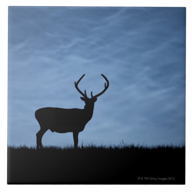 Red Deer Stag Silhuetch à Noite (Frente)