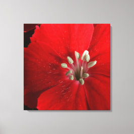 Red Dianthus Canvas