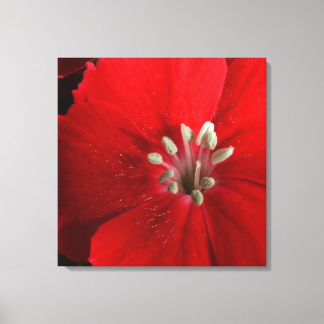 Red Dianthus Canvas (Frente)