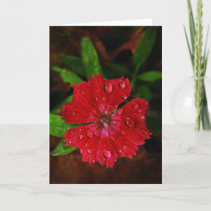 Red Dianthus com Cartões de agradecimentos de Rai