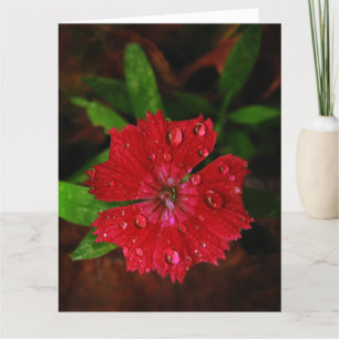 Red Dianthus com Raindrots Grande Cartões de agra