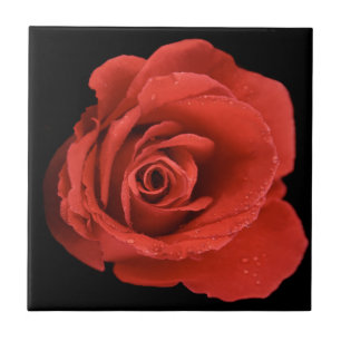 Red Drama Rosa