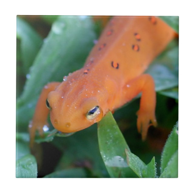 Red Eft Orange Salamanders Nature (Frente)