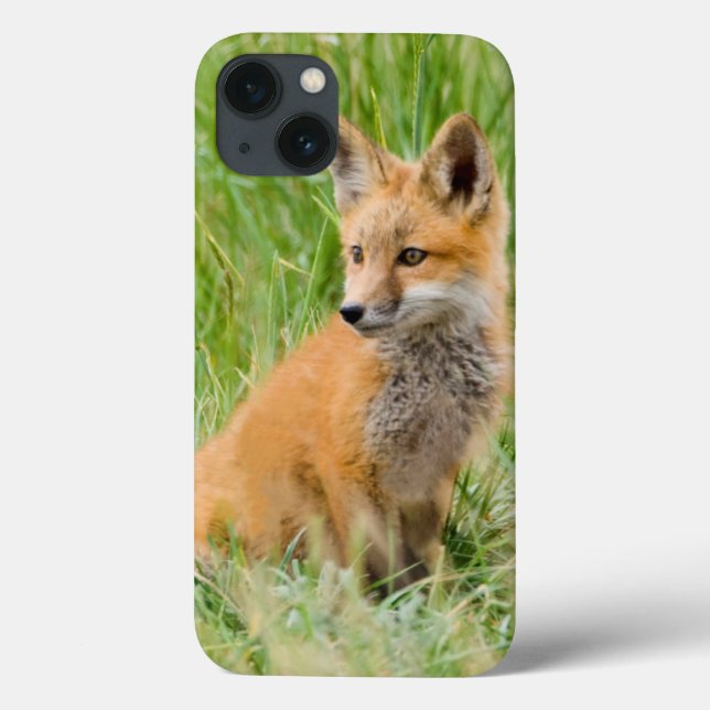 Red Fox Kit in grass near den (Verso)