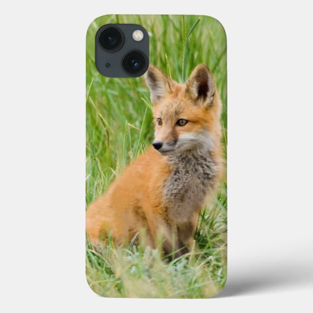 Red Fox Kit in grass near den (Verso)