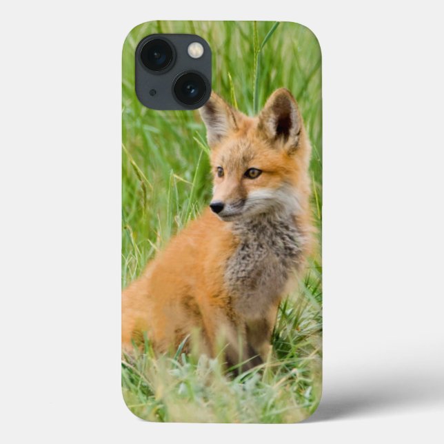 Red Fox Kit in grass near den (Verso)