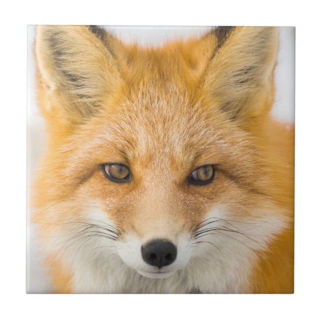 Red Fox Portrait (Frente)