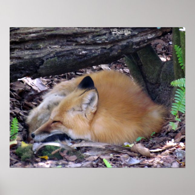 Red Fox Poster (Frente)