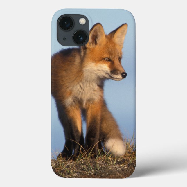red fox, Vulpes vulpes (Verso)