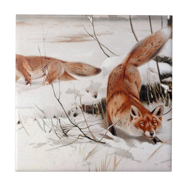 Red Foxes in the Winter Snow (by Wilhelm Kuhnert) (Frente)