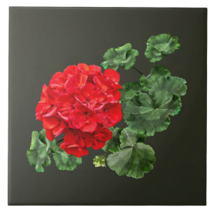 Red Geranium brilhante