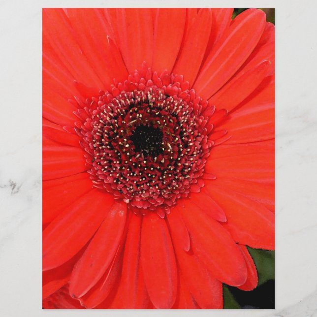 Red Gerbera (Frente)