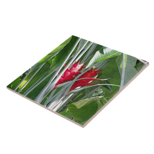 Red Ginger (Lateral)