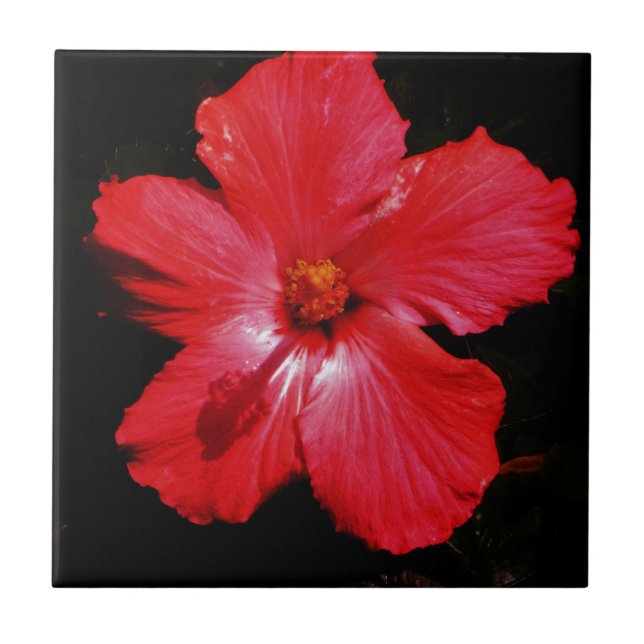 Red Hibiscus (Frente)