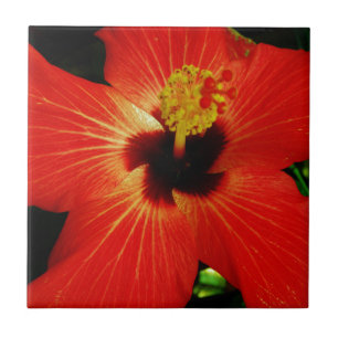 Red Hibiscus