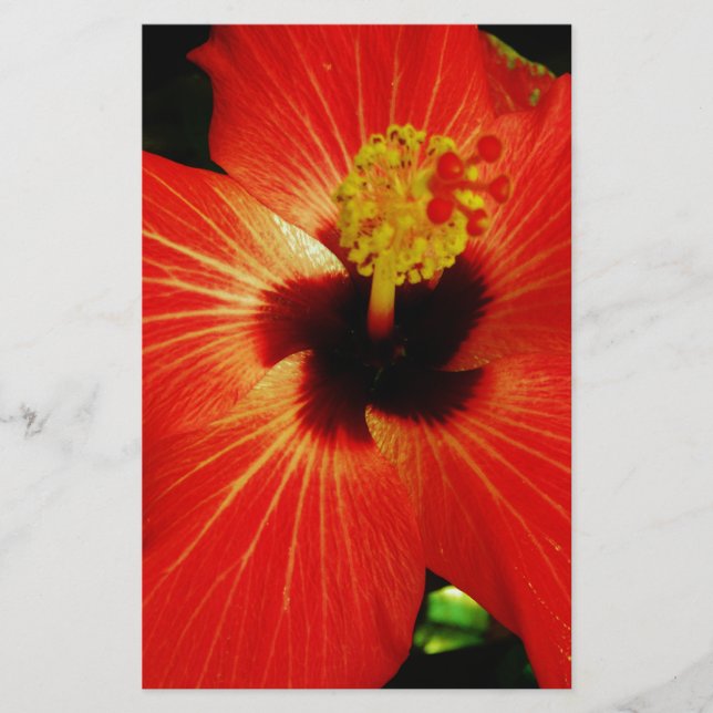 Red Hibiscus (Frente)