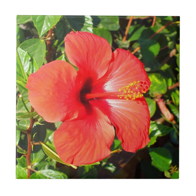 Red Hibiscus floral (Frente)