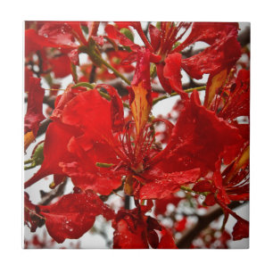 Red Hibiscus Florals Natureza das Flores Tropicais