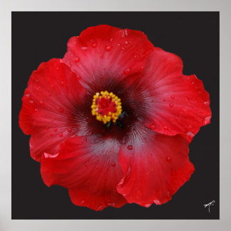 Red Hibiscus; Impressão de Tela