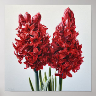Red Hyacinth Flower Art Impressão Poster