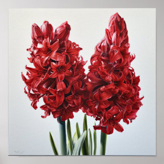 Red Hyacinth Flower Art Impressão Poster