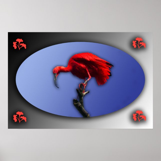 Red Ibis poster (Frente)