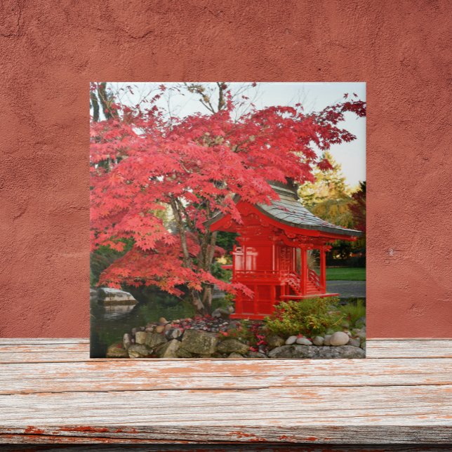 Red Japan Maple e Garden Shrine (In Situ)