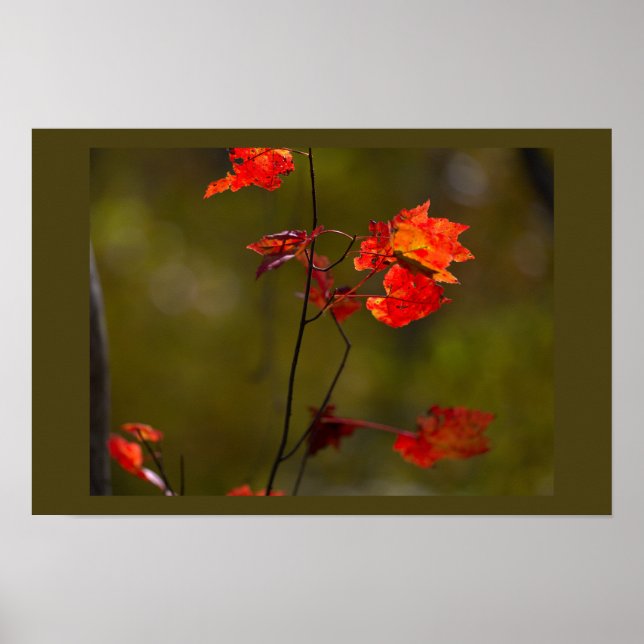 Red Leaves and Branches Poster (Frente)