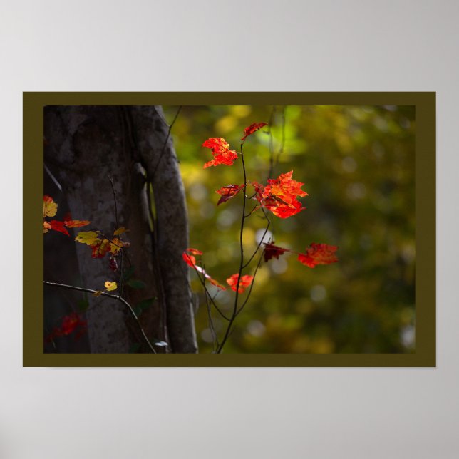 Red Leaves and Branches Poster (Frente)