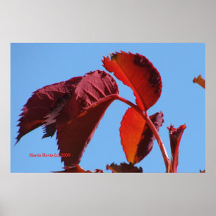 Red Leaves e Blue Sky - Poster dos Jardins da Cali
