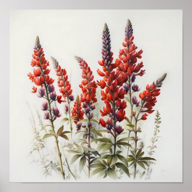 Red Lupine Flower Art Impressão (Frente)