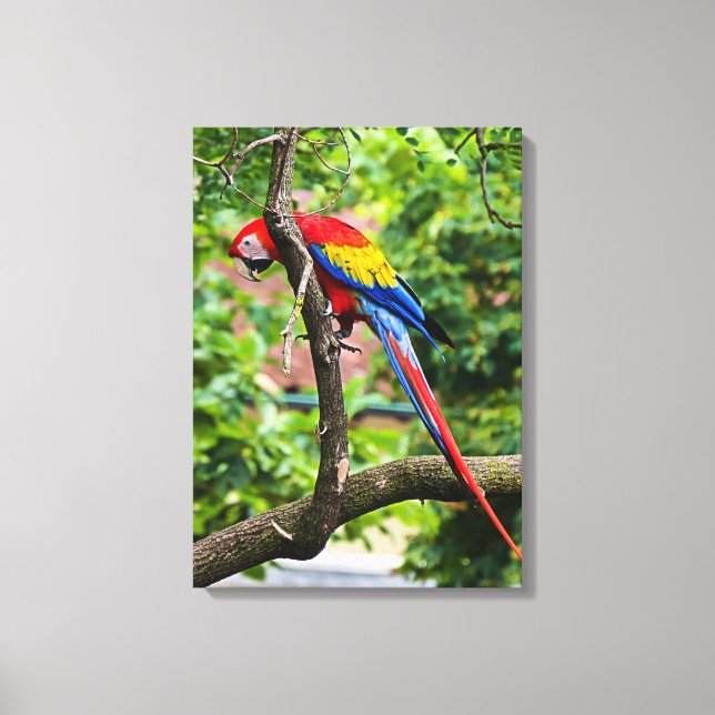Red Macaw Wall Art Canvas (Frente)