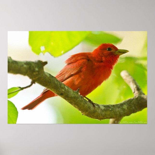 Red Male Summer Tanager no Branch Poster (Frente)