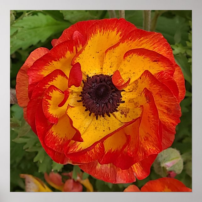 Red Orange Yellow Poppy Wall Art Poster (Frente)