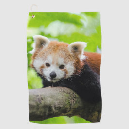 Red Panda