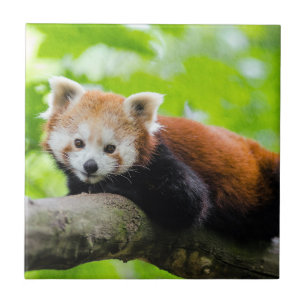 Red Panda