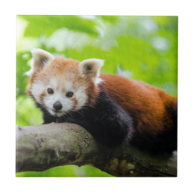 Red Panda (Frente)