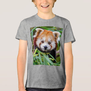 Red Panda