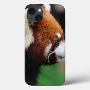 Red panda