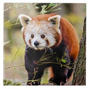 Red Panda Bear