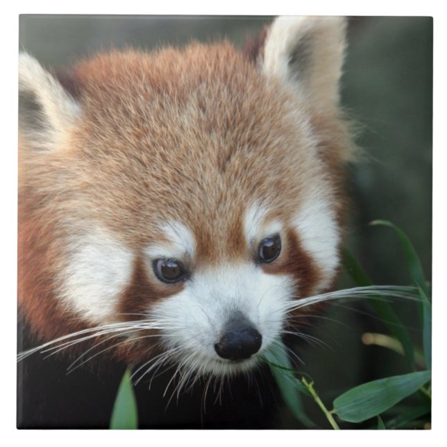Red Panda, Taronga Zoo, Sydney, Austrália (Frente)