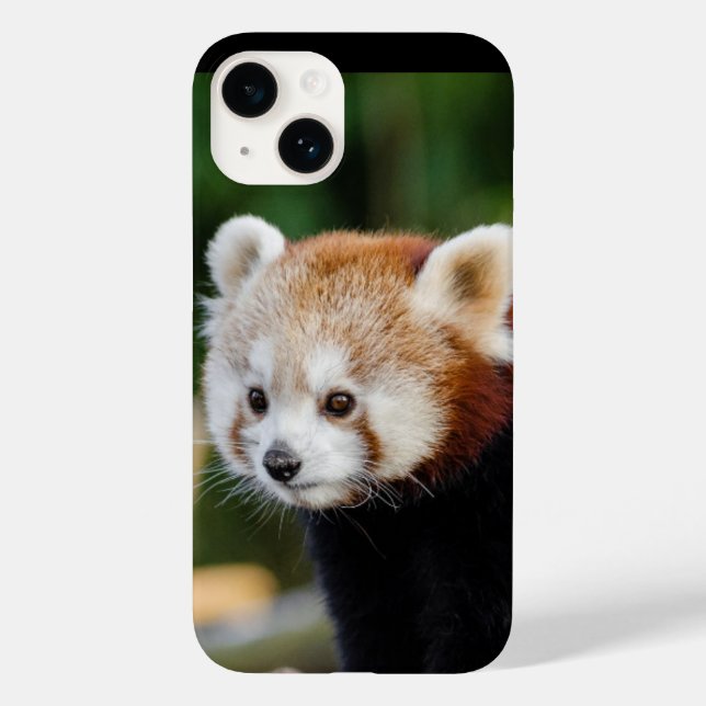 Red Panda Wild Animal (Verso)