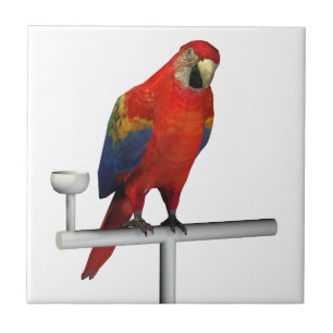 Red Parrot Scarlet Macaw