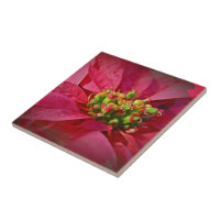 Red Poinsettia - Natal