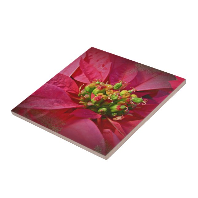 Red Poinsettia - Natal (Lateral)