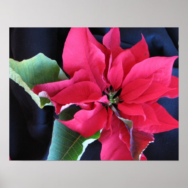 Red Poinsettia Poster (Frente)